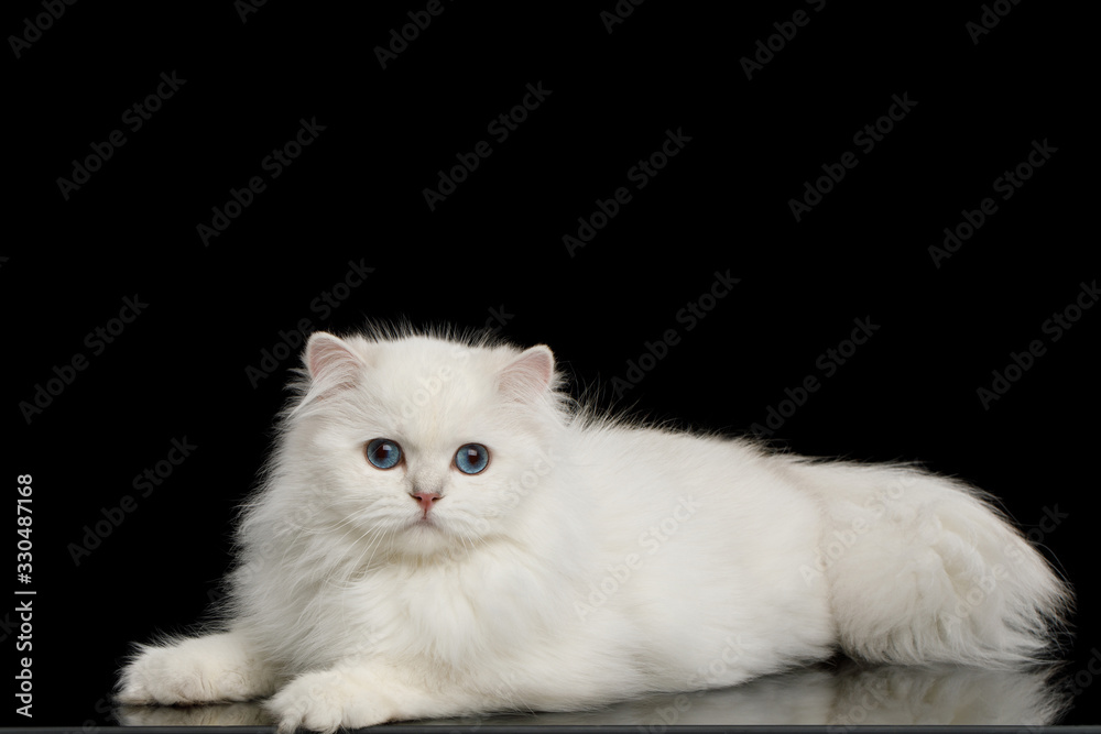 Cute British breed Cat, White color with Blue eyes, Lying and looks Curious on Isolated Black Background, side view