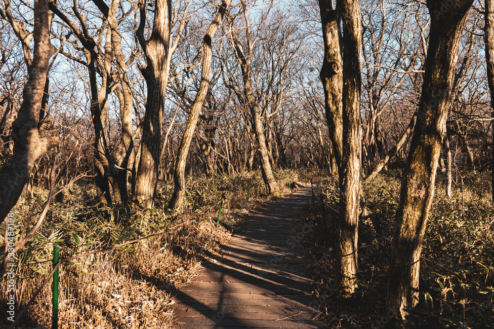 Boardwalk going through the Forest. Boardwalk going through the Forest.