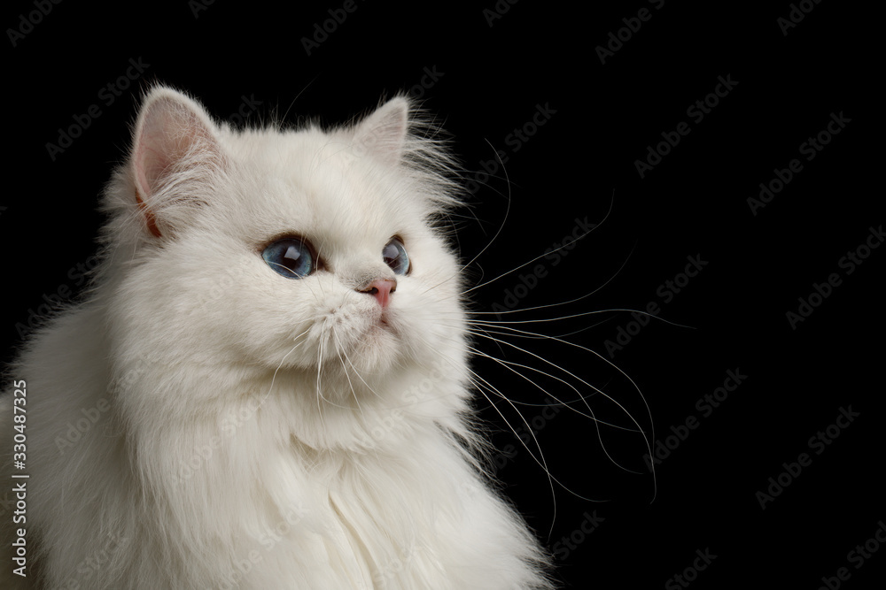Portrait of British breed Cat White color with Blue eyes, Stare at side on Isolated Black Background, profile view