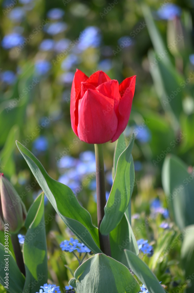 Naklejka premium Top view of one delicate vivid red tulip in a garden in a sunny spring day, beautiful outdoor floral background photographed with soft focus