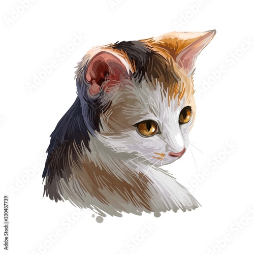 German rex isolated on white. Digital art illustration of hand drawn domestic kitty for web. Kitten with colorful coat. Little pet with mustache sable fur watercolor. German Rex breed of domestic cat