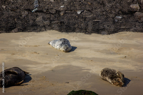 Seal in Rotterdam Harbour photo