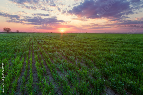 sunset on the field of young wheat / sunset time natural beauty of the field of Ukraine