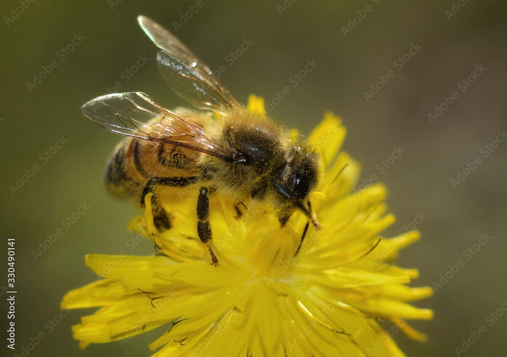 honey bee collecting nectar on flower honey bee collecting nectar on flower