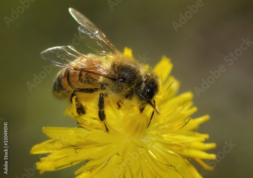 honey bee collecting nectar on flower  © Paolo