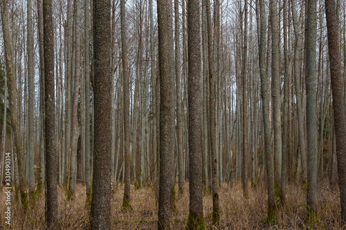 Fototapeta Naklejka Na Ścianę i Meble -  Brown tree trunks in the forest.