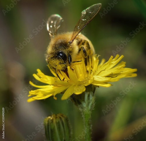 Close-up of honey bee collecting nectar on flower © Paolo