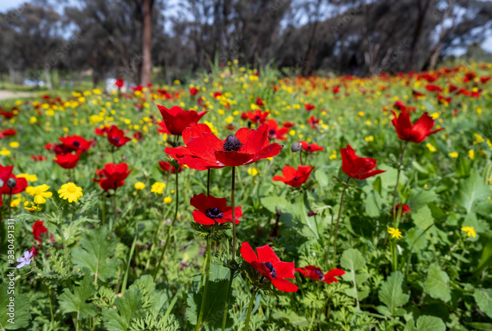 blooming of red anemone flowers on green spring meadow