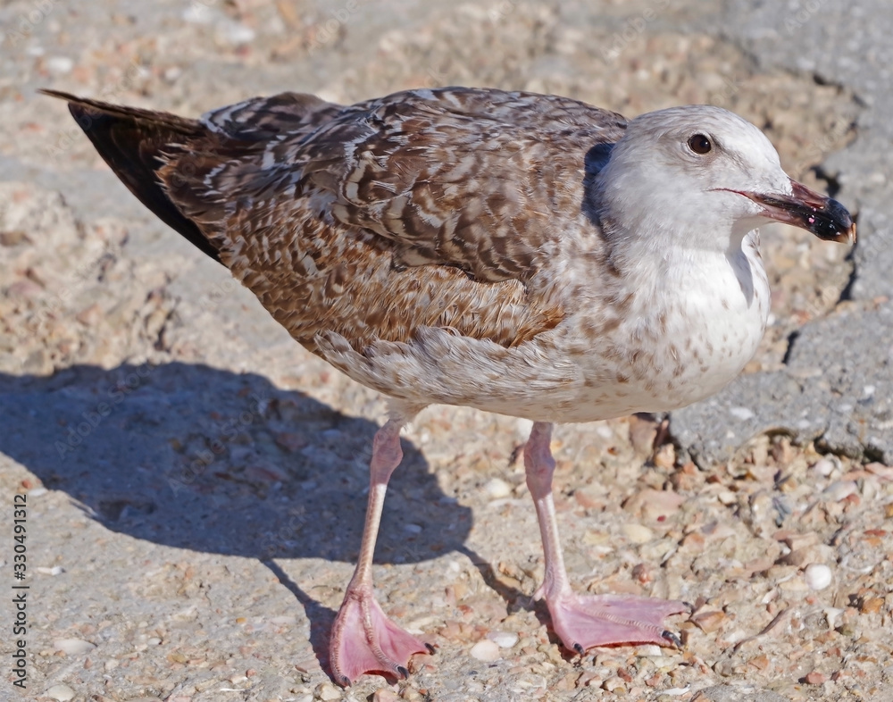 Obraz premium White and grey seagull