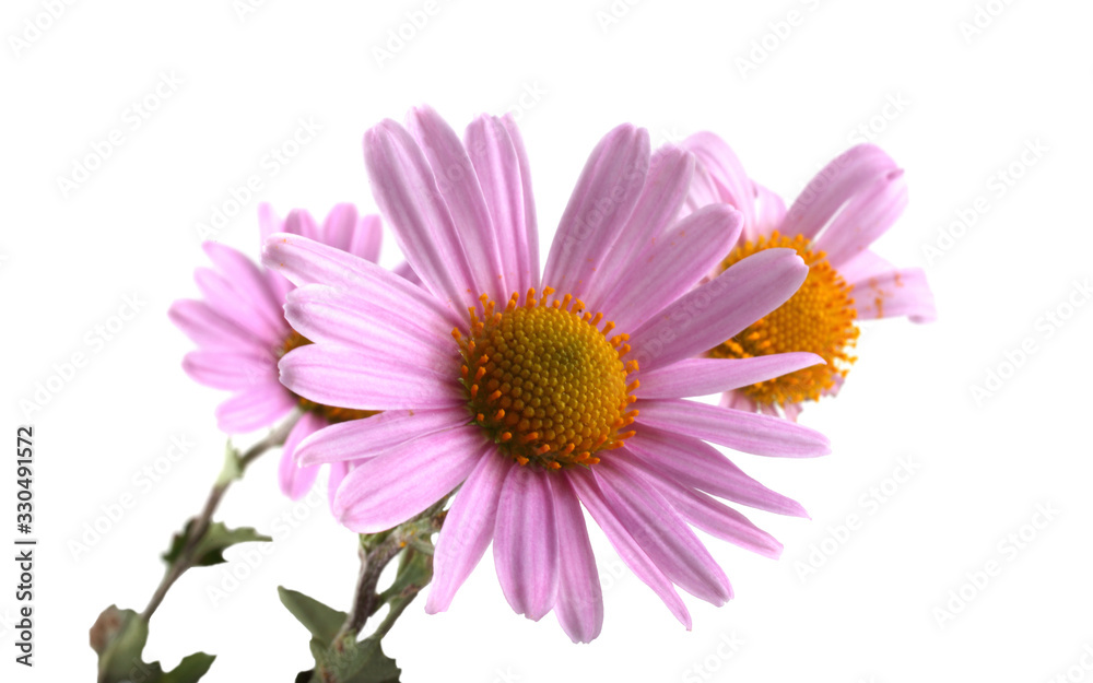 Chrysanthemum flowers Chrysanthemum flowers