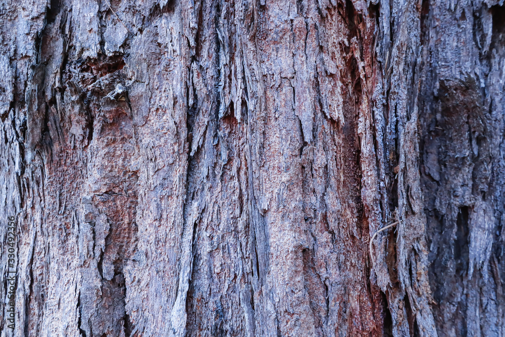 Obraz premium Cose up colorful of the bark for background