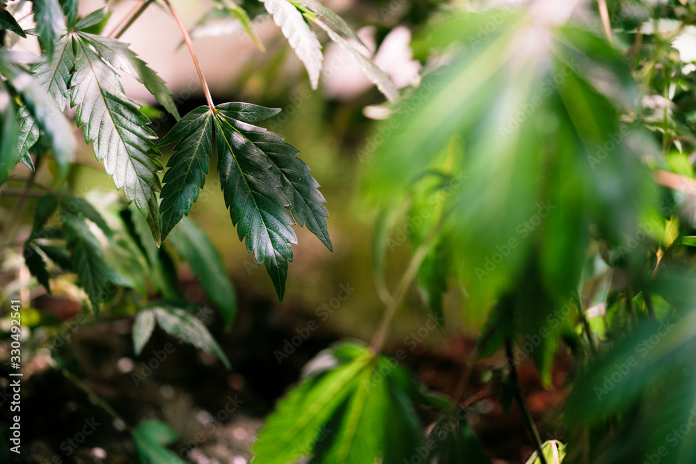 High angle view of cannabis marijuana leafs High angle view of cannabis marijuana leafs