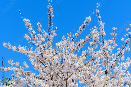 Close up of a branch with white cherry tree flowers in full bloom towards clear blue sky in a garden in a sunny spring day, beautiful Japanese cherry blossoms floral background, sakura