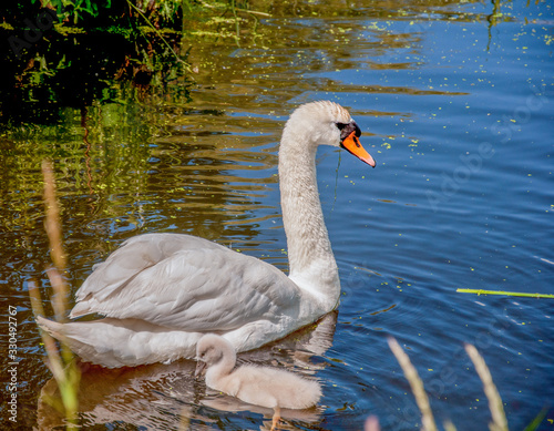swan on the lake with her little chick