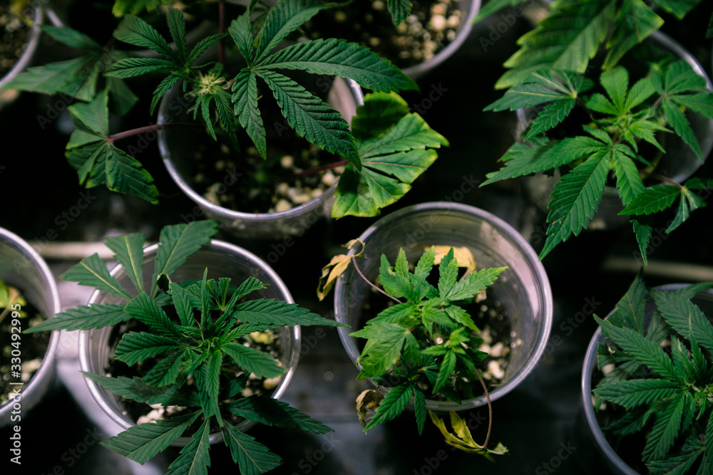 Marijuana Cannabis Plants in pots
