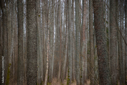 Brown tree trunks in the forest.