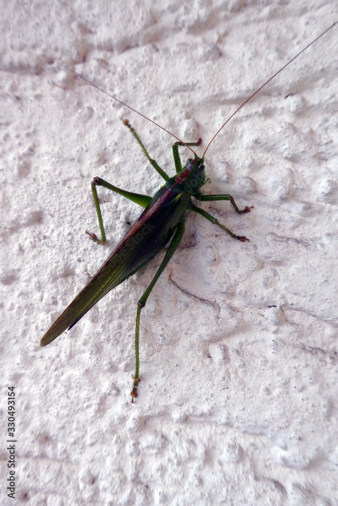 Großes Heupferd (Tettigonia viridissima) Großes Heupferd (Tettigonia viridissima)