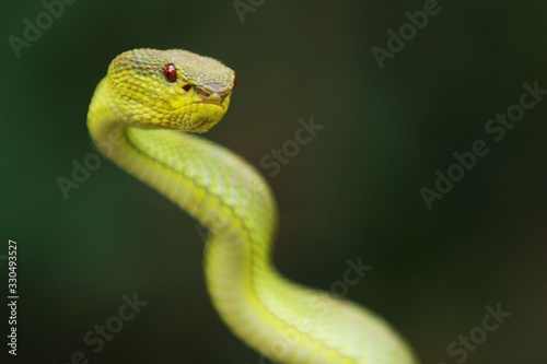 mangrove pit viper  is a venomous pit viper species native to India, Bangladesh and Southeast Asia. 