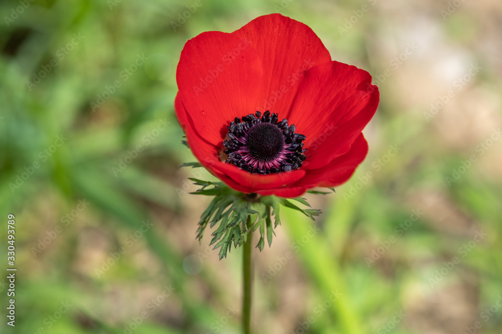 Macro shot of red anemone flower on green spring meadow Macro shot of red anemone flower on green spring meadow