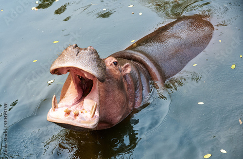 A hippopotamus with its mouth open while in the water