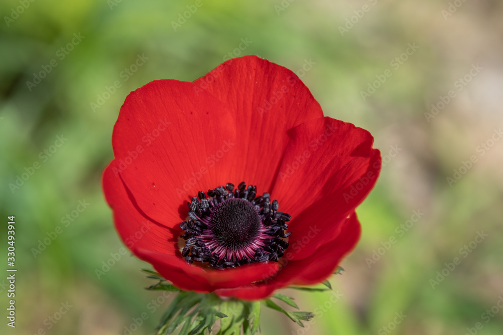 Macro shot of red anemone flower on green spring meadow Macro shot of red anemone flower on green spring meadow