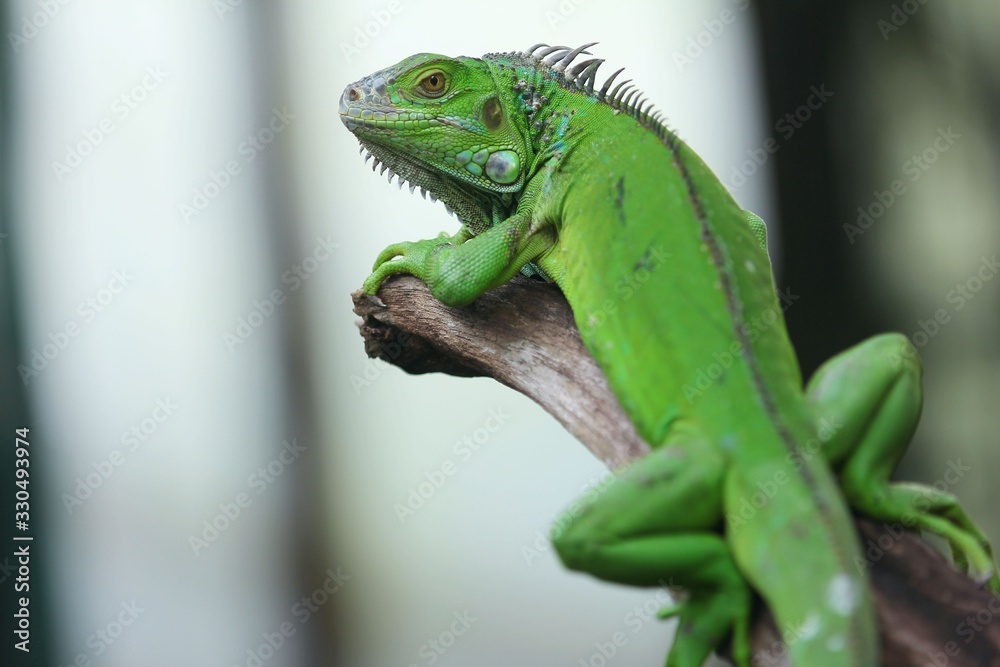 Fototapeta premium The green iguana (Iguana iguana), also known as the American iguana, is a large, arboreal, mostly herbivorous species of lizard of the genus Iguana.