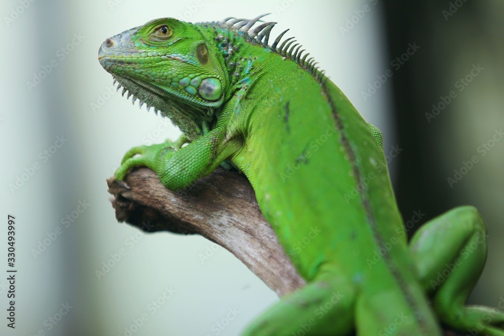 The green iguana (Iguana iguana), also known as the American iguana, is a large, arboreal, mostly herbivorous species of lizard of the genus Iguana. The green iguana (Iguana iguana), also known as the American iguana, is a large, arboreal, mostly herbivorous species of lizard of the genus Iguana.