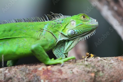 The green iguana (Iguana iguana), also known as the American iguana, is a large, arboreal, mostly herbivorous species of lizard of the genus Iguana.