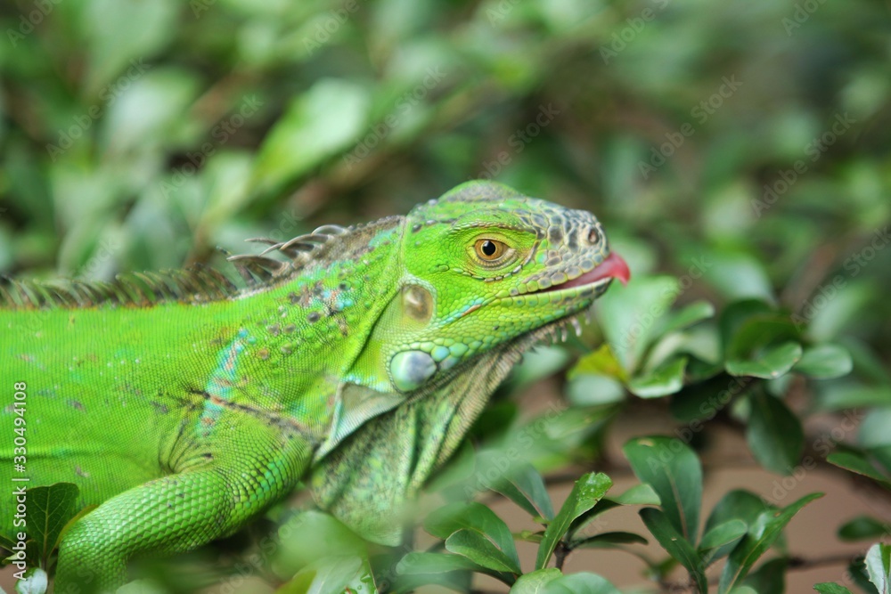 The green iguana (Iguana iguana), also known as the American iguana, is a large, arboreal, mostly herbivorous species of lizard of the genus Iguana.