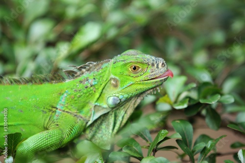 The green iguana  Iguana iguana   also known as the American iguana  is a large  arboreal  mostly herbivorous species of lizard of the genus Iguana.