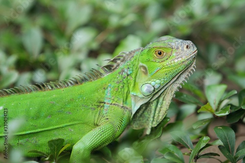 The green iguana (Iguana iguana), also known as the American iguana, is a large, arboreal, mostly herbivorous species of lizard of the genus Iguana.
