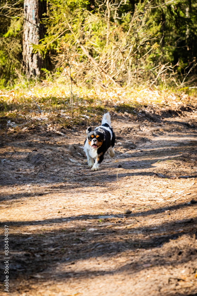 spring forest with cavaliers dogs and sun