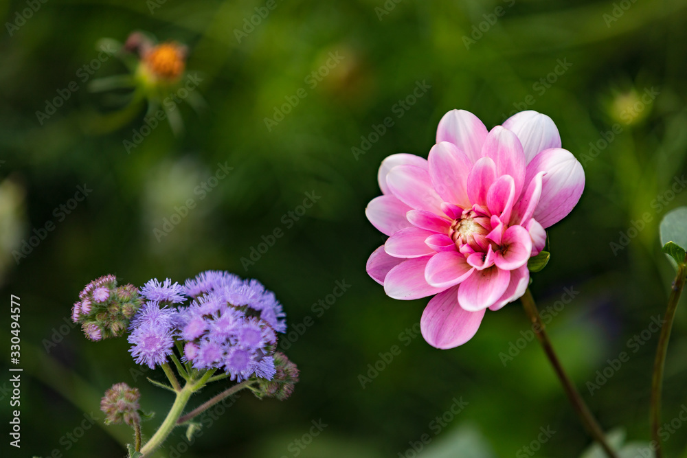 Markante rosa Blüte freigestellt vor grünem Blütenmeer