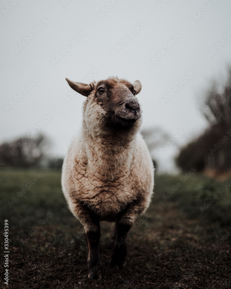 Naklejka premium Wild Sheep