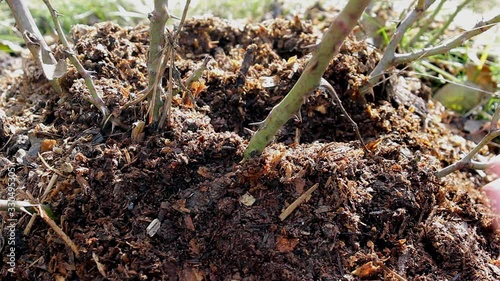 Wallpaper Mural Hands of person take care of the land near young tree in the garden with sunshine on nature background. Ecology concept, Earth Day, April 22.World Environment Day concept. Torontodigital.ca