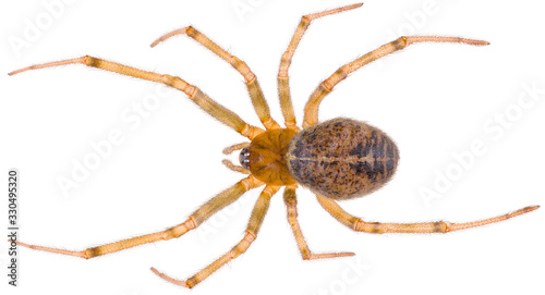 Spider Steatoda castanea is a species of cobweb spider in the family Theridiidae. Dorsal view of Steatoda castanea isolated on white background.