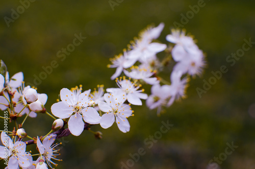 Lovely delicate cherry blossom in warm spring weather for background © galyna0404