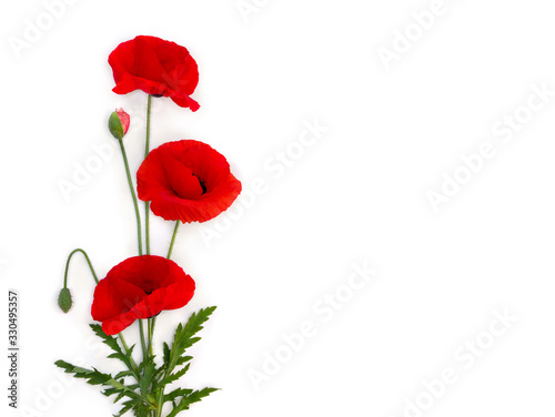 Fototapeta Naklejka Na Ścianę i Meble -  Flowers red poppies ( corn poppy, corn rose, field poppy ) on a white background with space for text. Top view, flat lay