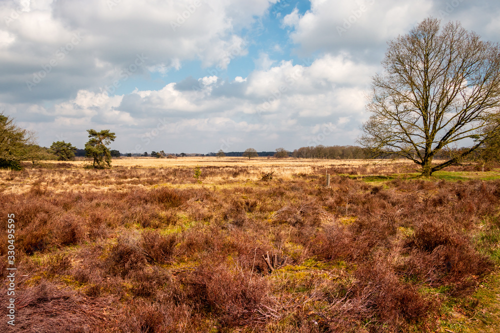 Heather landscape in early spring in the province of Drenthe in the Holtingerveld, a beautiful nature reserve near Havelte