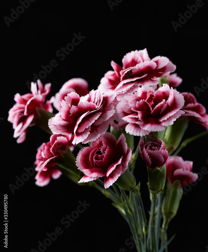 Carnation flowers on isolated on black background