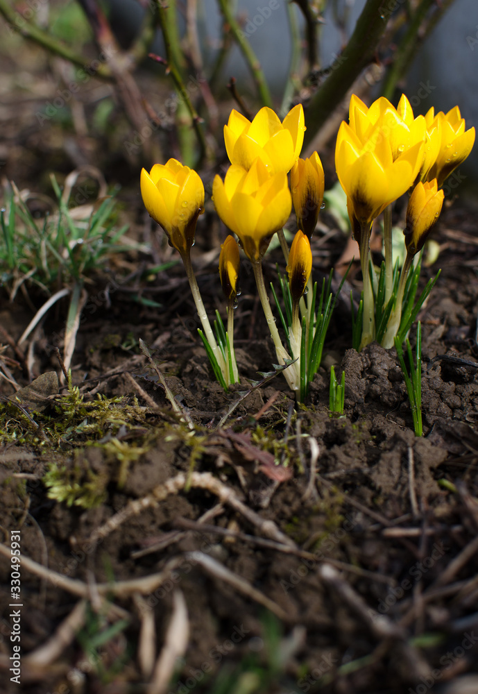 Little first spring flowers in the open air Little first spring flowers in the open air