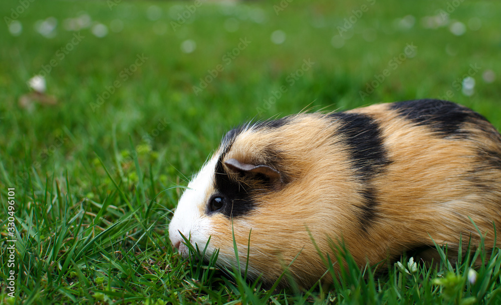 Grazing guinea pig on grass on a beautiful sunny spring day Grazing guinea pig on grass on a beautiful sunny spring day