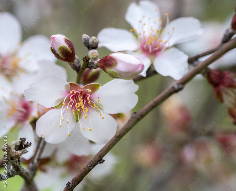 Macro shot of pink white almond tree flowers