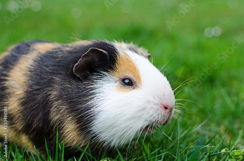 Grazing guinea pig on grass on a beautiful sunny spring day