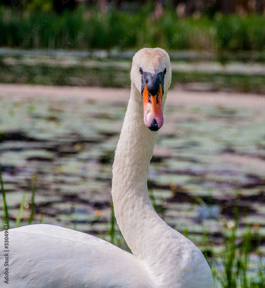 Fototapeta premium portrait of a swan