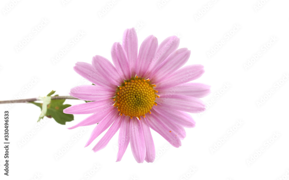 Chrysanthemum flower