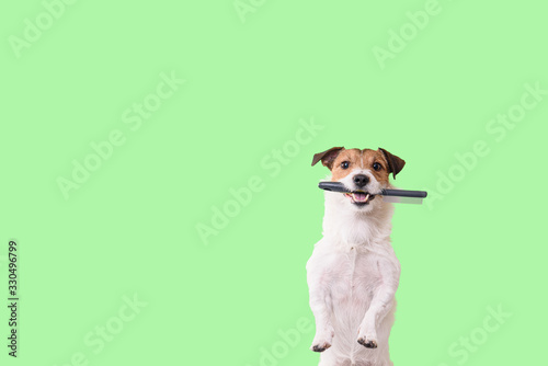 Dog needs grooming concept with funny shaggy dog holding grooming brush in mouth photo