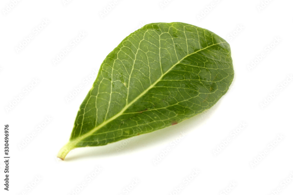 Blueberry and leaf Blueberry and leaf