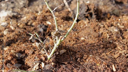 Wallpaper Mural Hands of person take care of the land near young tree in the garden with sunshine on nature background. Ecology concept, Earth Day, April 22.World Environment Day concept. Torontodigital.ca