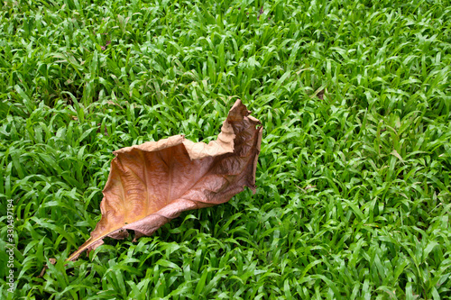  fallen autumn leaf on the grass © Daniel Ferryanto